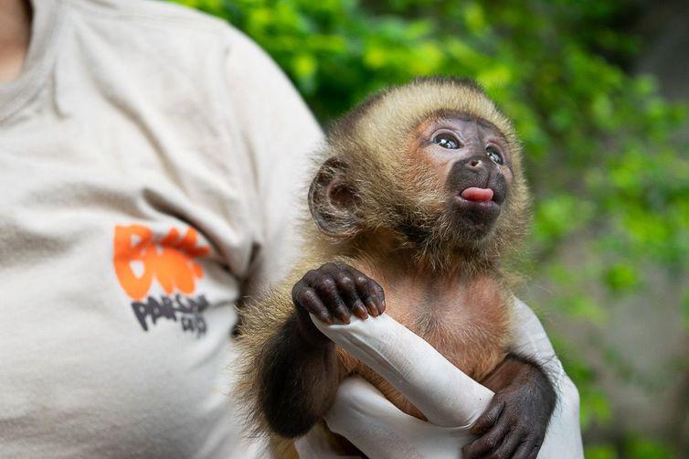 Espécie em risco, macaco-prego-do-peito-amarelo nasce no Bioparque-Rio