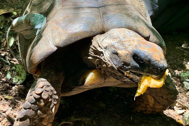 No Rio, jabutis-tinga são soltos no Parque Nacional da Tijuca