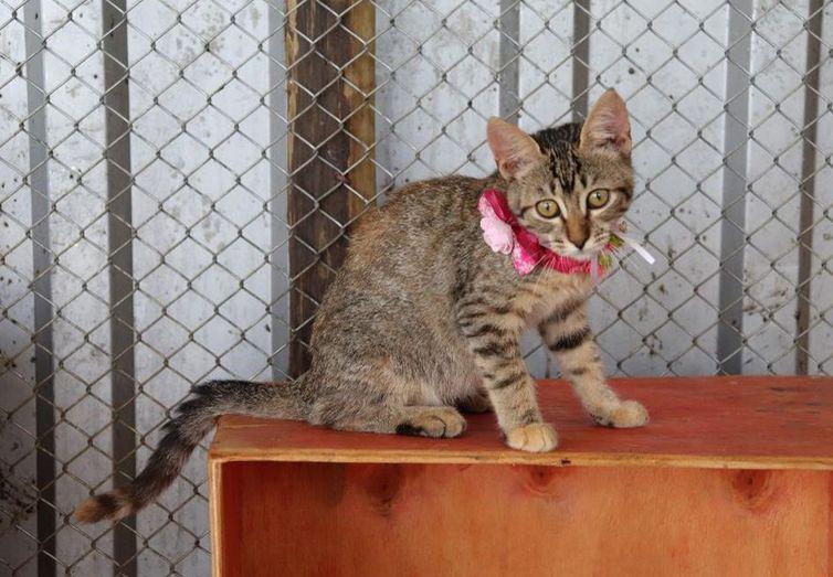 Animais especiais resgatados em Brumadinho aguardam adoção responsável