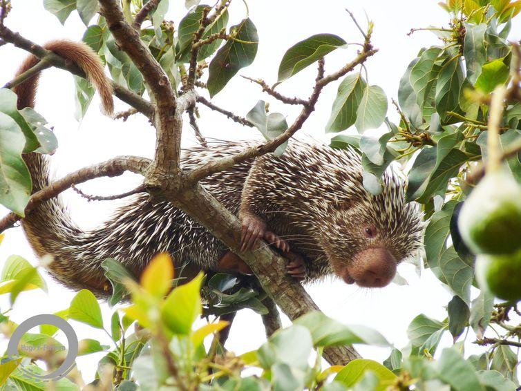 Ceará lança lista inédita de animais encontrados no estado