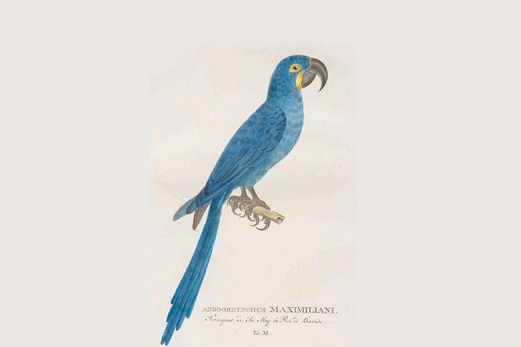 Johann Baptiste von Spix: o cientista que desbravou o Brasil