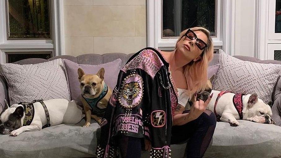 Passeador de cães é baleado e cães de Lady Gaga são roubados em Los Angeles