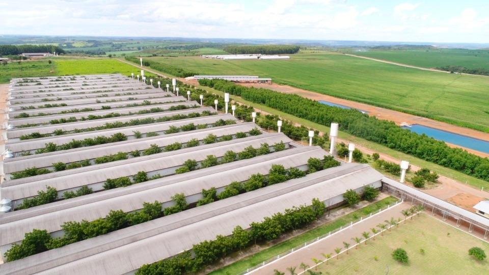 Com produção de 1 trilhão de ovos por ano, Grupo Josidith lança Campanha institucional