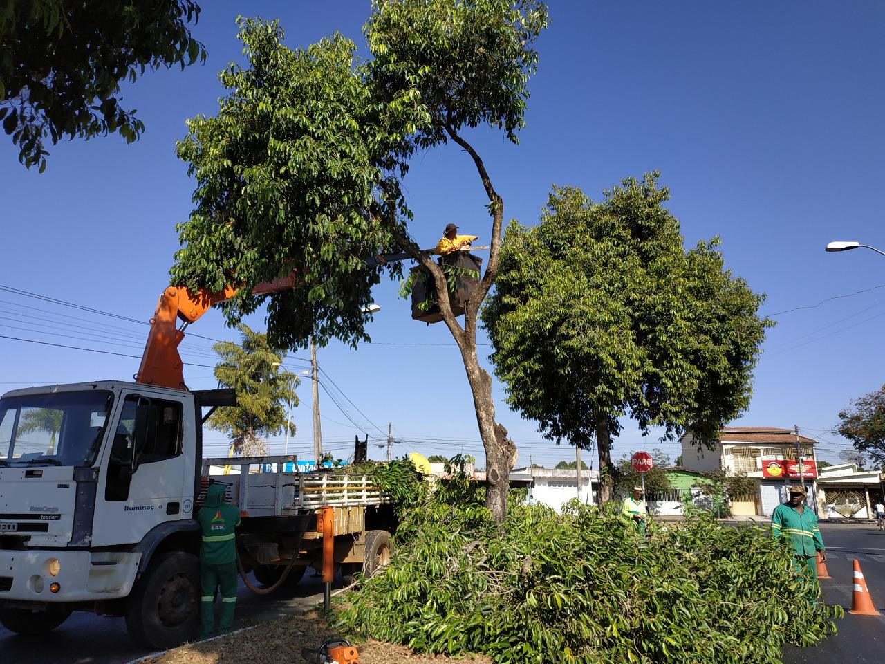 Prefeitura de Aparecida inicia remoção de árvores de jamelões em Aparecida para coibir acidentes