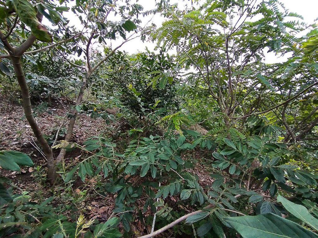 Projeto refloresta propriedades rurais em área de Mata Atlântica