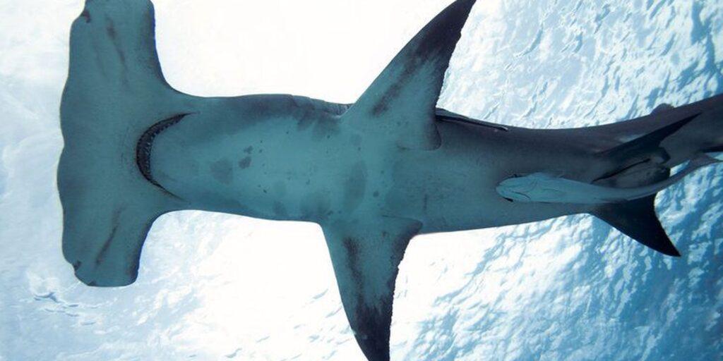 Espécie rara de tubarão-martelo é avistada no litoral da Paraíba