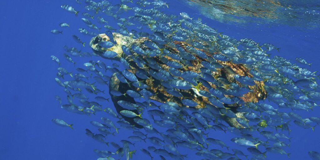 Eventos marcam lançamento da Década da Ciência Oceânica no Brasil