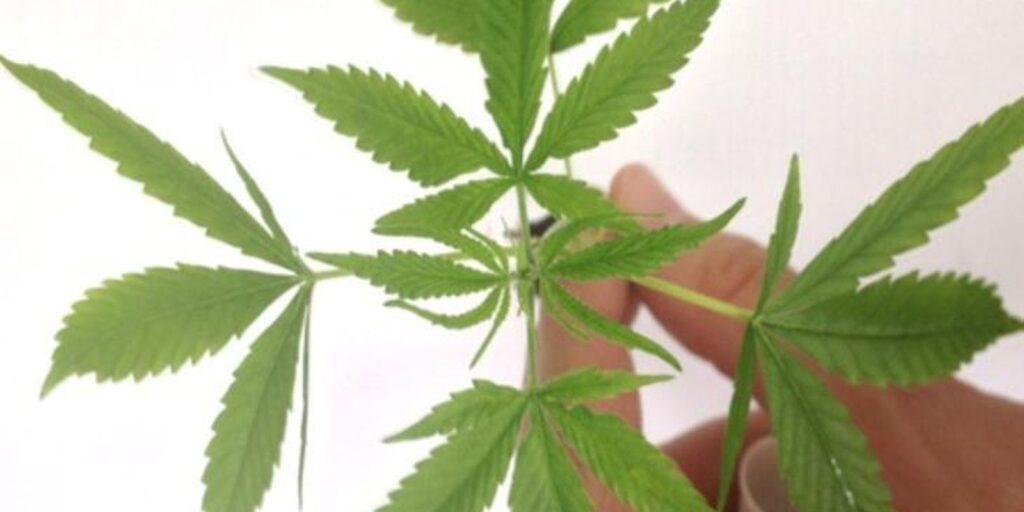 Anvisa autoriza produto à base de cannabis em projeto com a Fiocruz