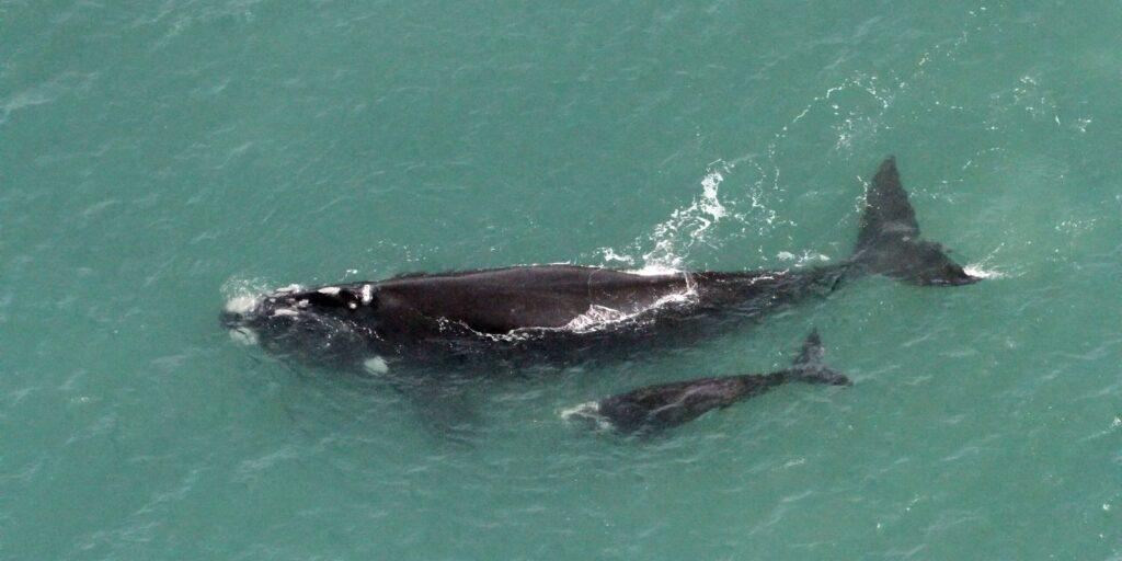Baleia-franca nascida no Brasil é vista nas Ilhas Geórgia do Sul