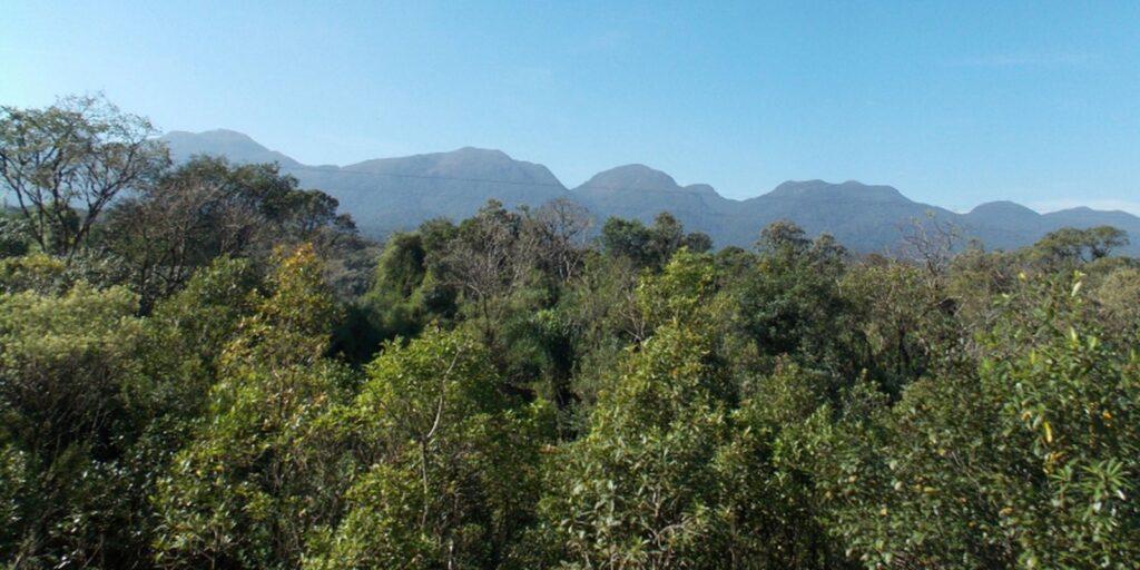 Desmatamento de Mata Atlântica cai 9% no país em 2020