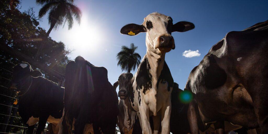 OIE reconhece seis estados como livres de aftosa sem vacinação