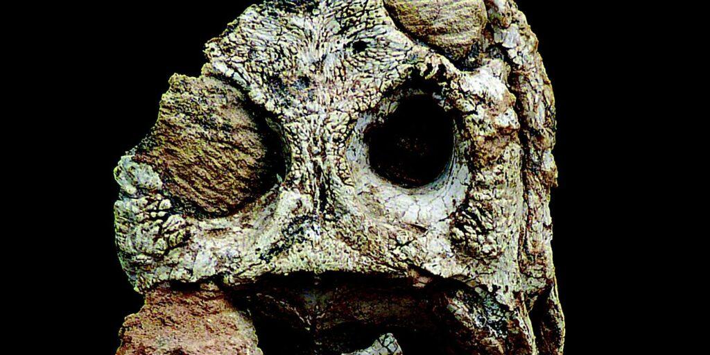 Acervo da Uerj ganha dois fósseis de nova espécie de crocodiliformes