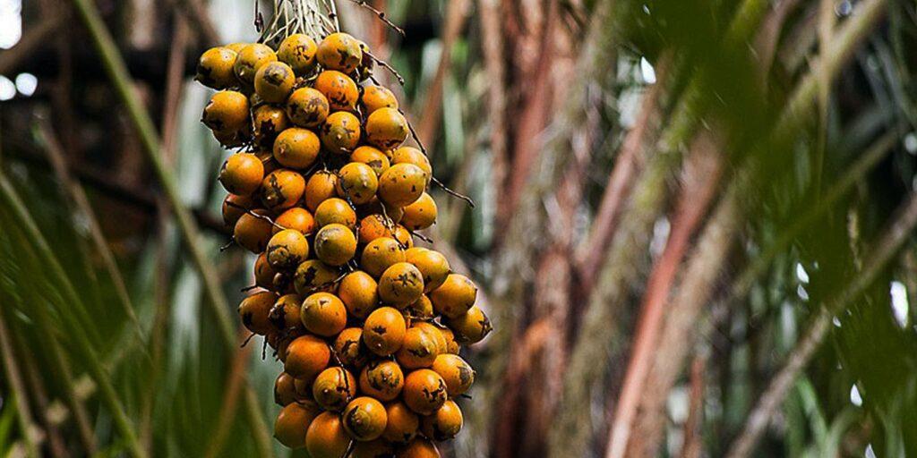 Fruto da Amazônia pode substituir óleo de Palma