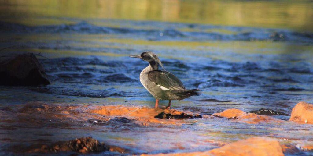 Normas tratam de emissão de selo para certificar projetos ambientais