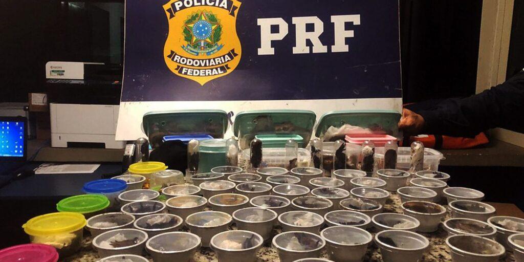 PRF prende traficante internacional russo de animais silvestres