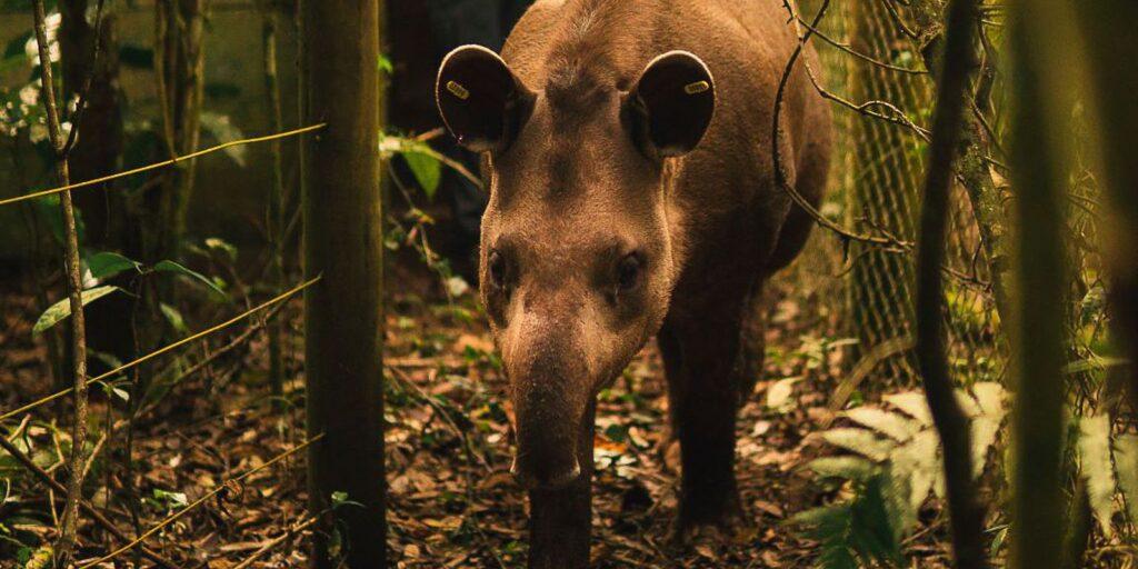Anta nasce em reserva onde espécie estava extinta há mais de 100 anos