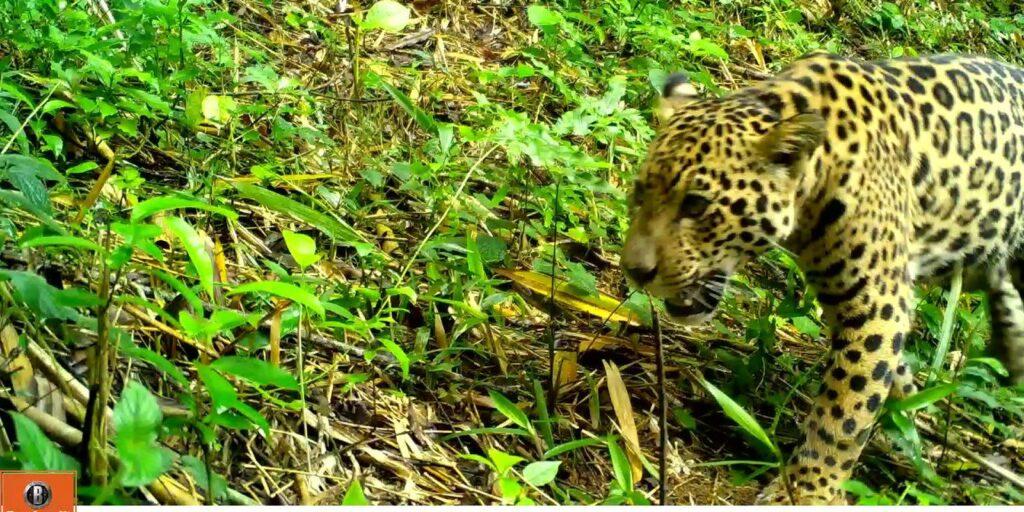 Mãe e filhote de onça-pintada são vistos da Serra do Mar paranaense