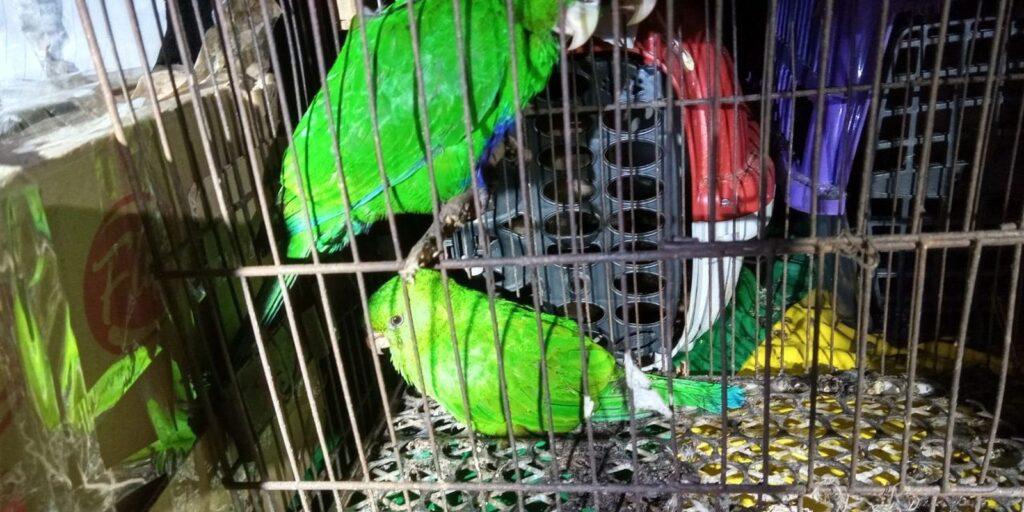 Preso no Rio grupo que transportava mais de 100 animais silvestres