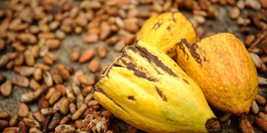 Mapa decreta emergência fitossanitária por praga em lavoura de cacau