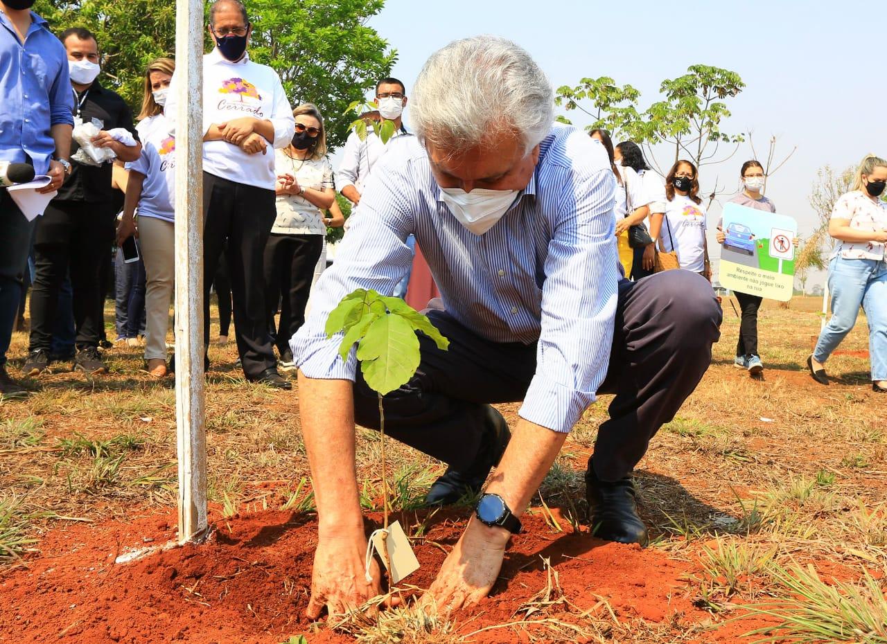 No Dia da Árvore, Caiado planta ipê e lança Movimento Goiás pelo Cerrado