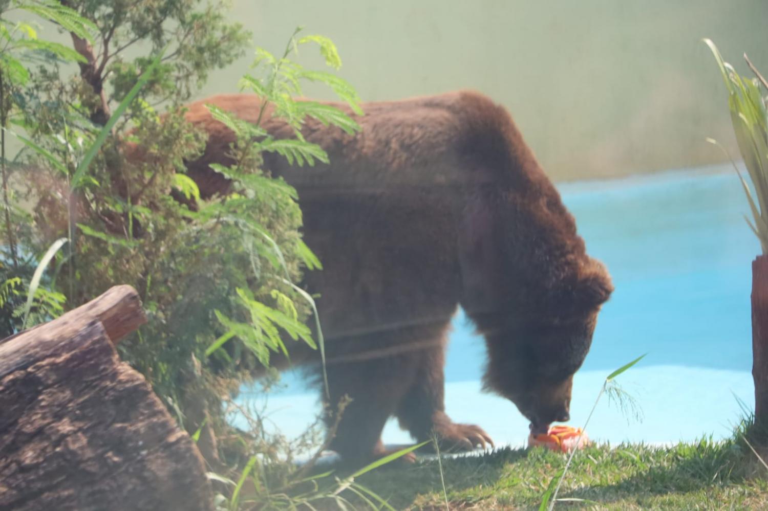 Para aliviar altas temperaturas, animais do Zoo de Goiânia ganham picolés de frutas e carne