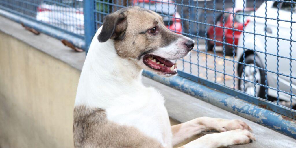 Capital de SP tem 30 dias para criar projeto de acolhimento de animais