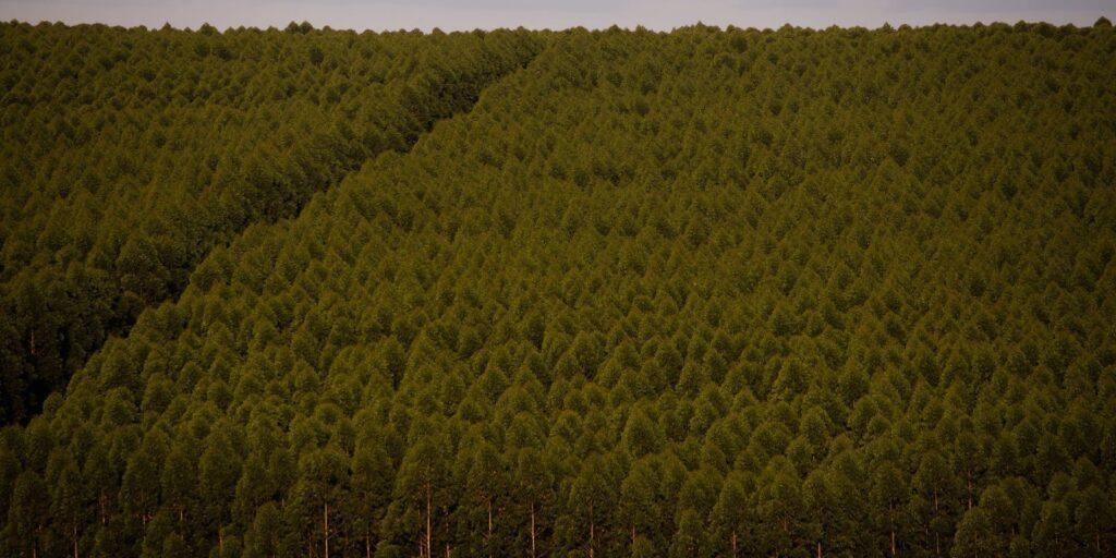 Florestas plantadas no Brasil somam 9,3 milhões de hectares em 2020