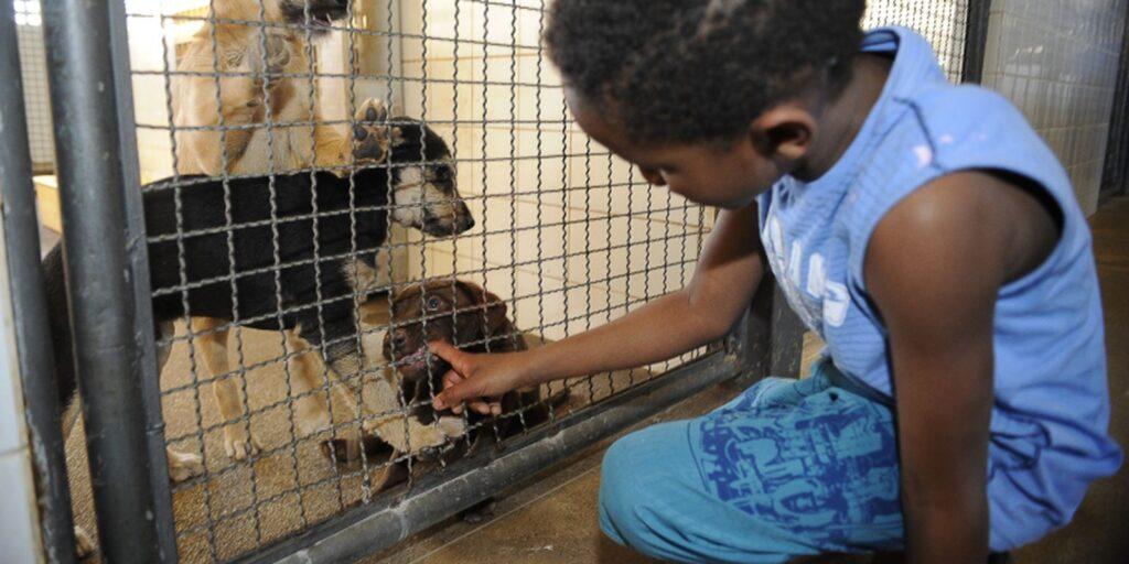 Publicada lei que proíbe sacrifício de animais pelas zoonoses