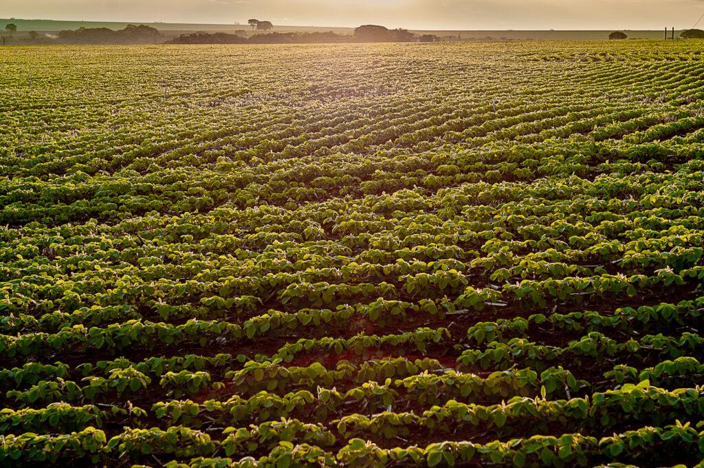 Goiás tem salto de 21,3% na produção de grãos