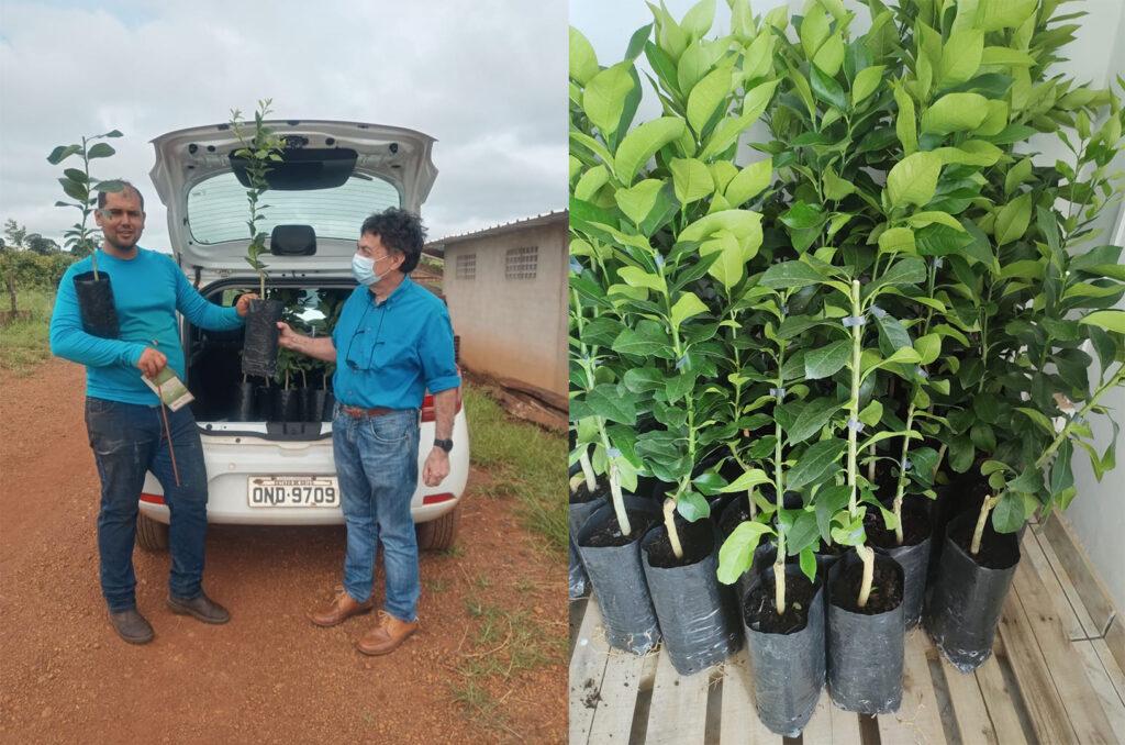 Emater testa mudas clones de limão siciliano em Anápolis