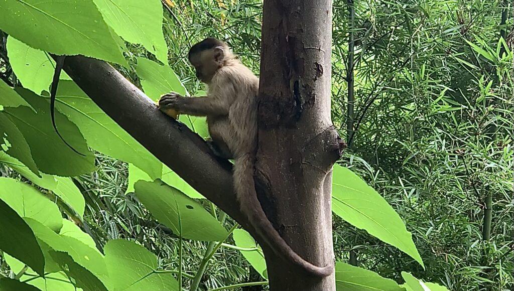 Parque Areião ganha Pomar dos Macacos