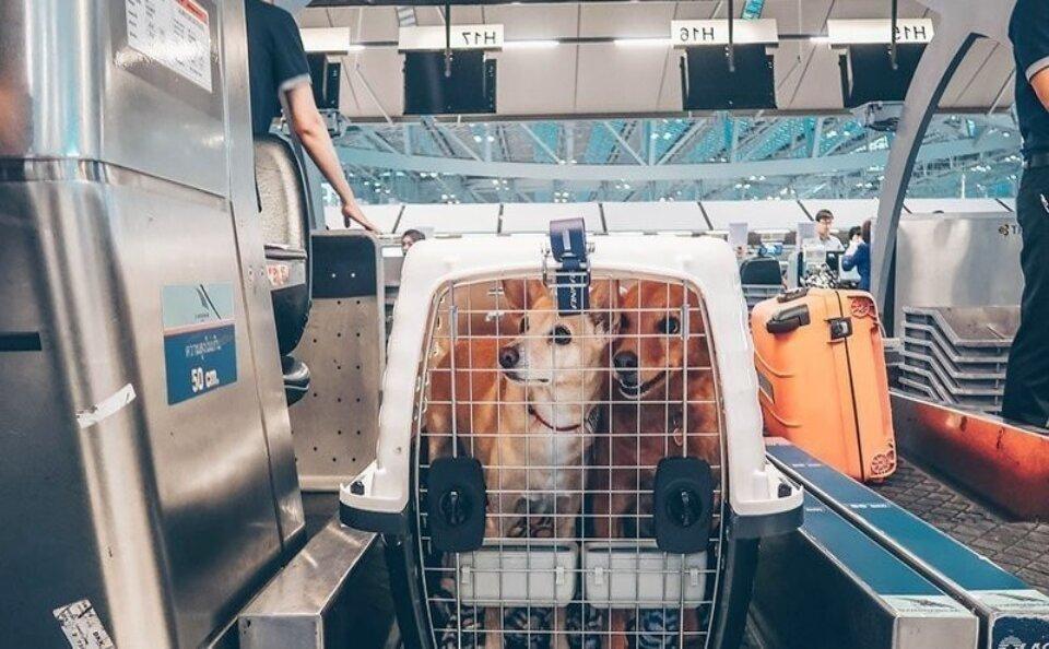Procon alerta para transporte de animais em avião