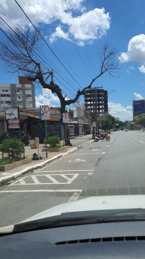 Prefeitura de Goiânia substitui, neste sábado (05/03), árvores mortas na Avenida Araguaia