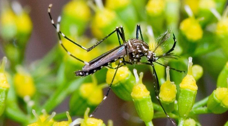 Força-tarefa vai combater o Aedes aegypti no Entorno do DF