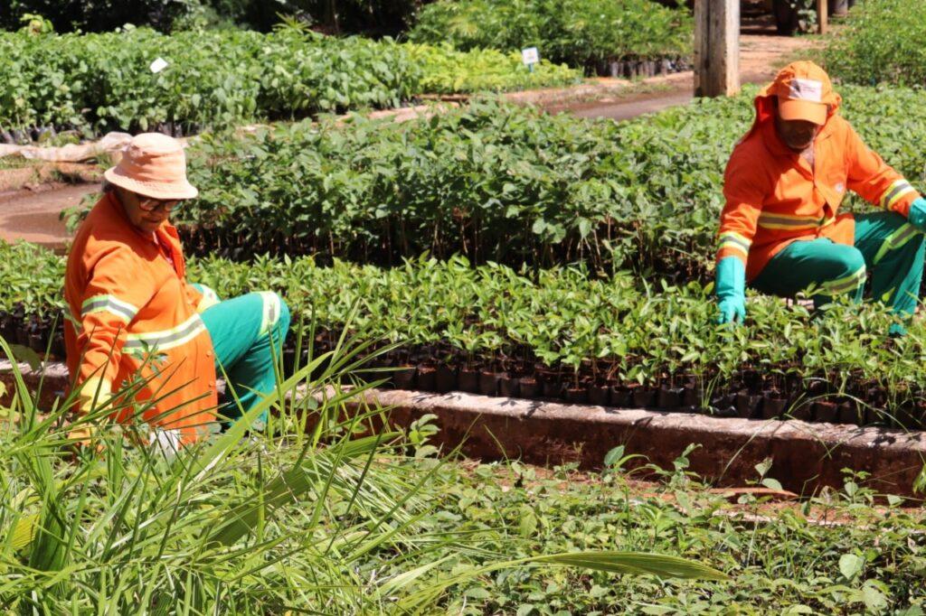 Prefeitura de Goiânia produz 325 mil mudas de plantas em viveiros da Comurg, em três meses