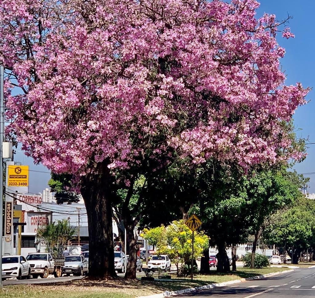 Gestão de Rogério Cruz investe na arborização de Goiânia, que, no mês de maio, recebe floradas das paineiras