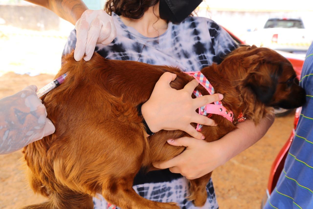 Aparecida inicia Campanha de Vacinação Antirrábica neste sábado, 27