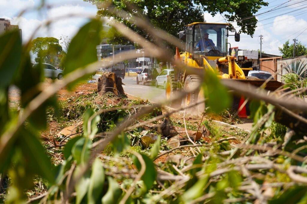 Prefeitura de Goiânia remove 73 raízes dos canteiros da Avenida Fued José Sebba, no Jardim Goiás, nesta segunda-feira (26/09)
