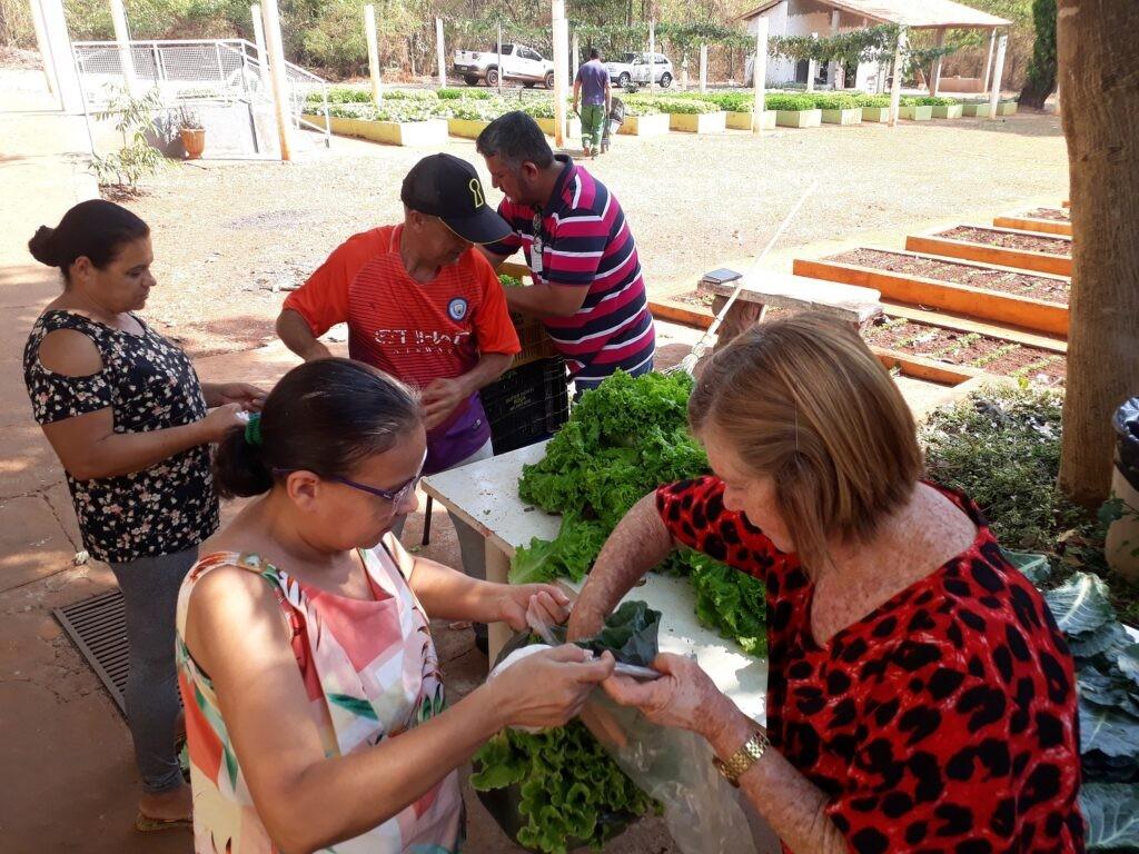 Horta Comunitária da Prefeitura de Goiânia produz 20 toneladas de alimentos na gestão Rogério Cruz