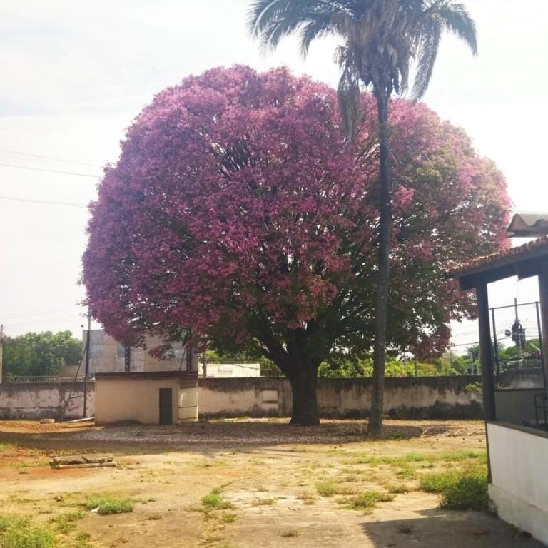 Única sapucaia de Goiânia completa 75 anos e apresenta florada avermelhada e rosa