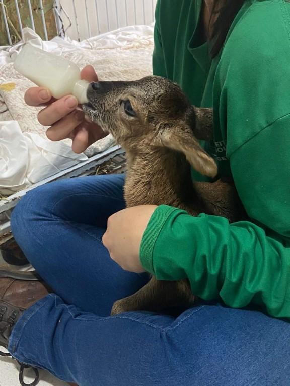 Filhote de mouflon asiático ganha novo recinto no Zoológico de Goiânia, após ser rejeitado pela mãe