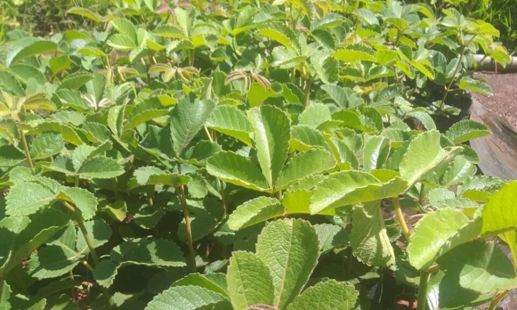 Prefeitura de Goiânia produz e faz plantio de 200 mudas de pequi na 2ª edição do ArborizaGyn, nesta terça-feira (22/11)