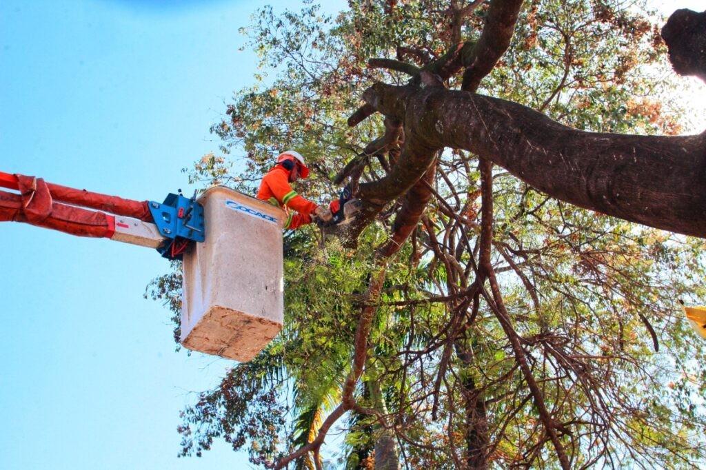 Prefeitura de Goiânia faz poda de árvores e remoção de galhos em 50 bairros para evitar transtornos neste período de chuvas