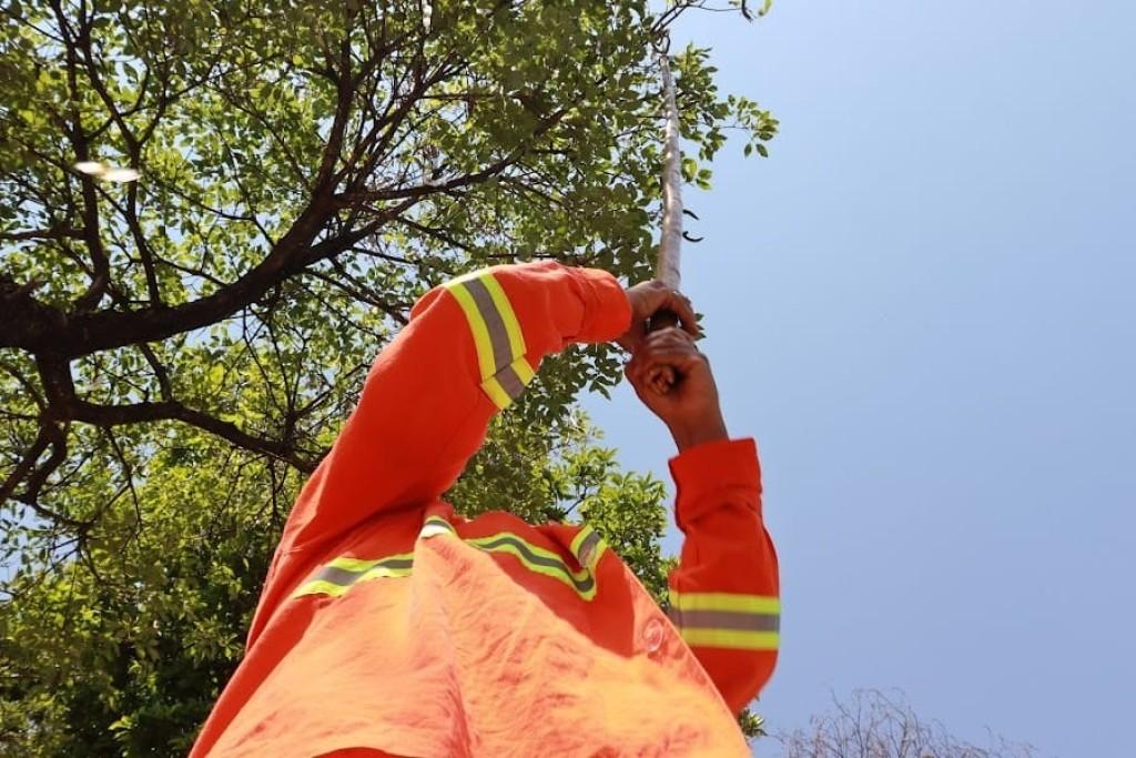 Prefeitura de Goiânia recebe mais de mil processos de poda e extirpação de árvores nos últimos quatro meses, de forma digital