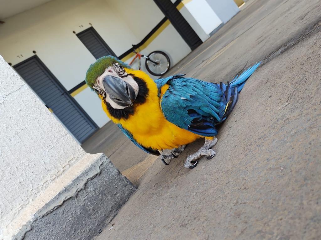 Prefeitura de Goiânia resgata 455 animais silvestres em residências e estabelecimentos comerciais da capital, em 2022