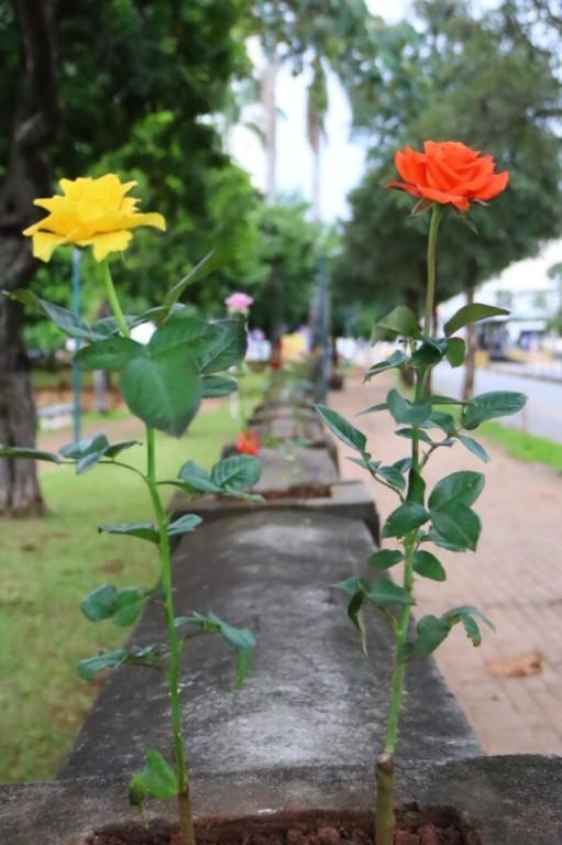 Prefeitura planta 302 mudas de roseiras nas muretas do Parque Lago das Rosas