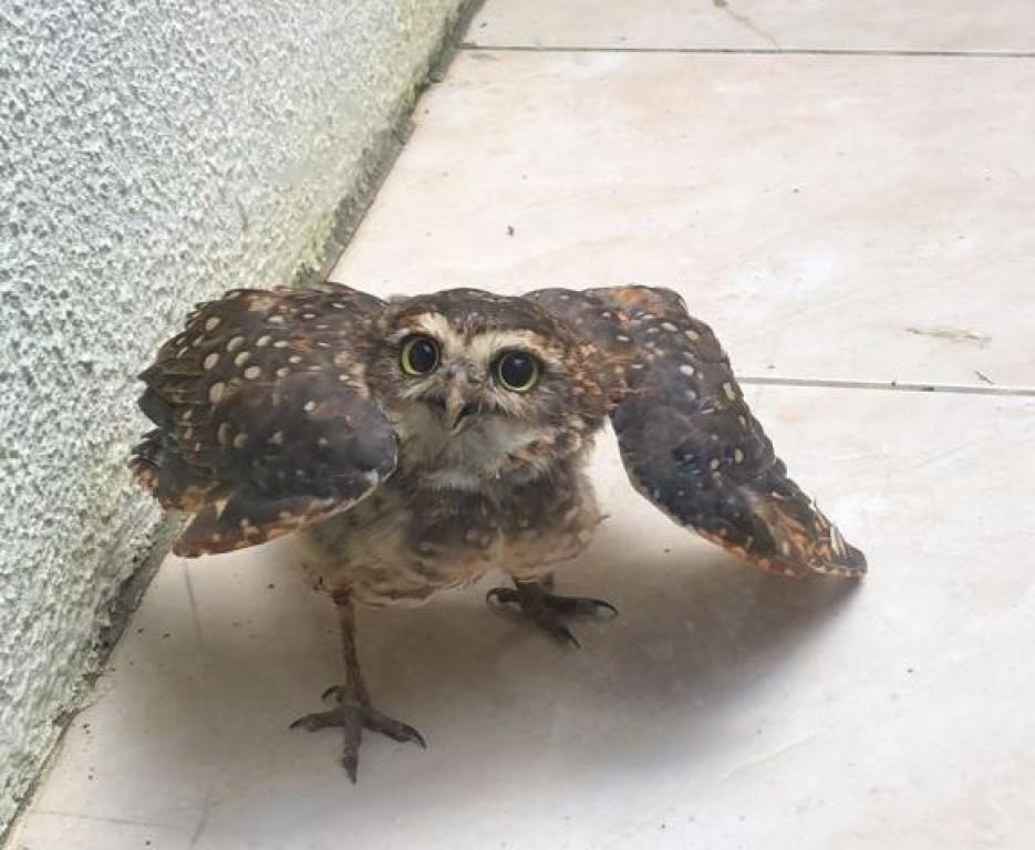 Prefeitura de Goiânia resgata 105 animais silvestres em residências e estabelecimentos comerciais, em 2023