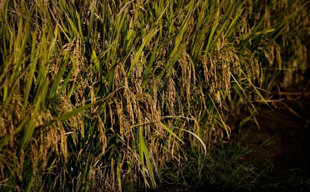Produção de arroz tem projeção de crescimento de 24,5% em 2023