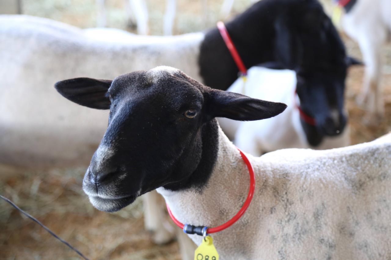 Tecnoshow Comigo 2023 terá exposição com cerca de mil animais