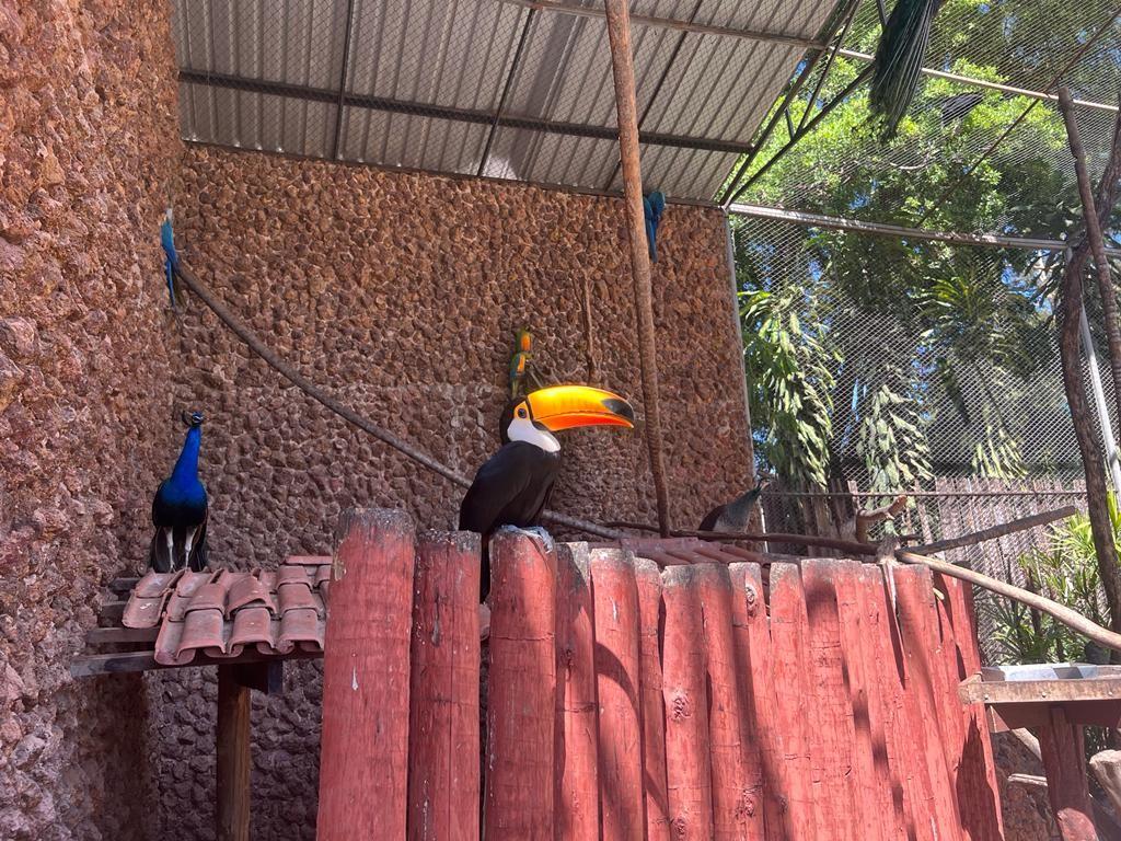 Zoológico de Goiânia recebe quatro tucanos e duas araras no Recinto de Imersão
